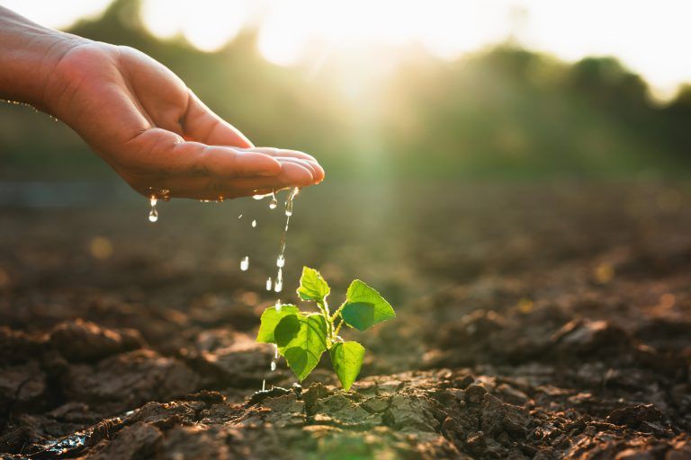 Hand,Is,Pouring,Water,On,A,Small,Plant.,Concept,Of
