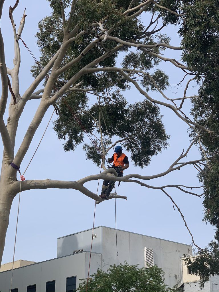 Arborist in Orange Vest, Trimming a Large Tree — Total Tree Care In Dandenong, VIC