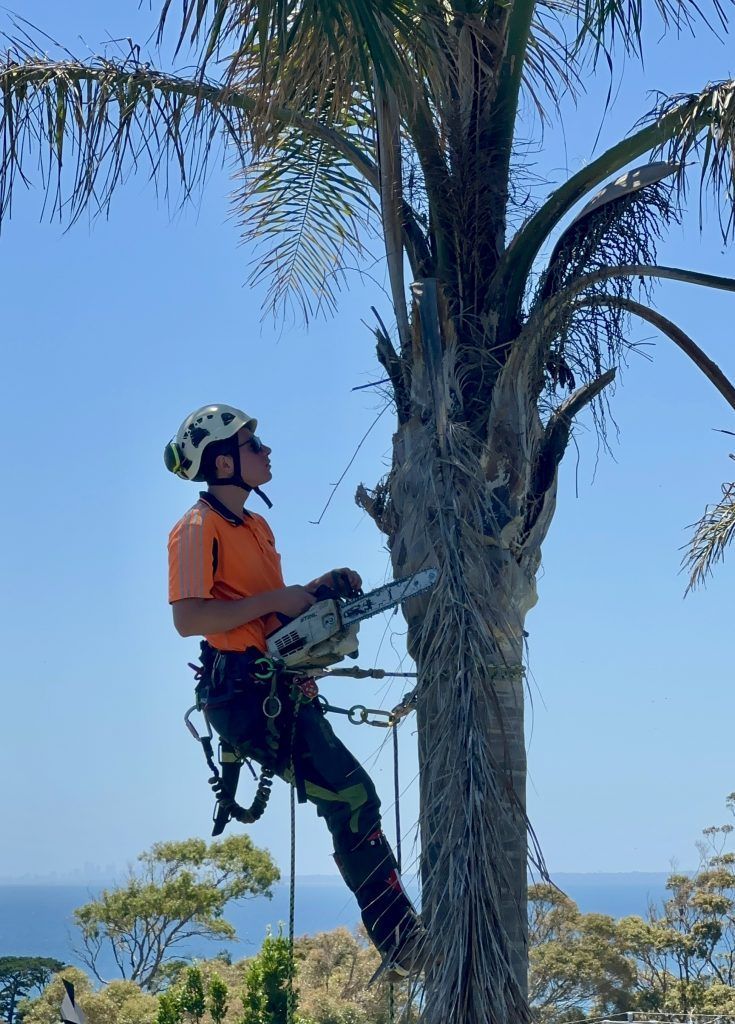 Arborist in Orange Shirt, Helmet — Total Tree Care In Dandenong, VIC