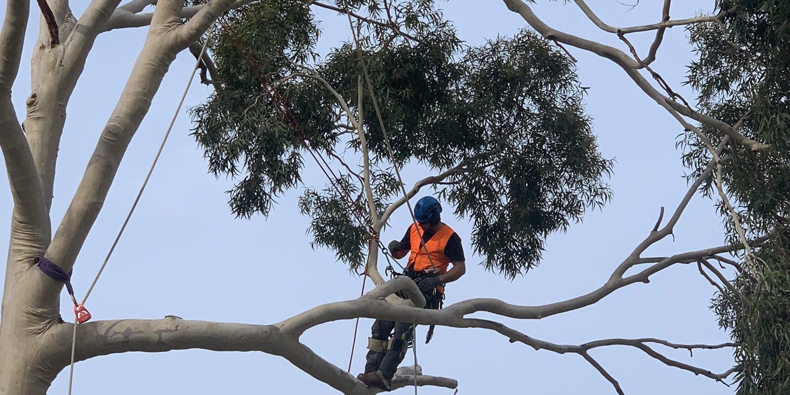 Arborist in Orange Shirt, Helmet — Total Tree Care In Dandenong, VIC