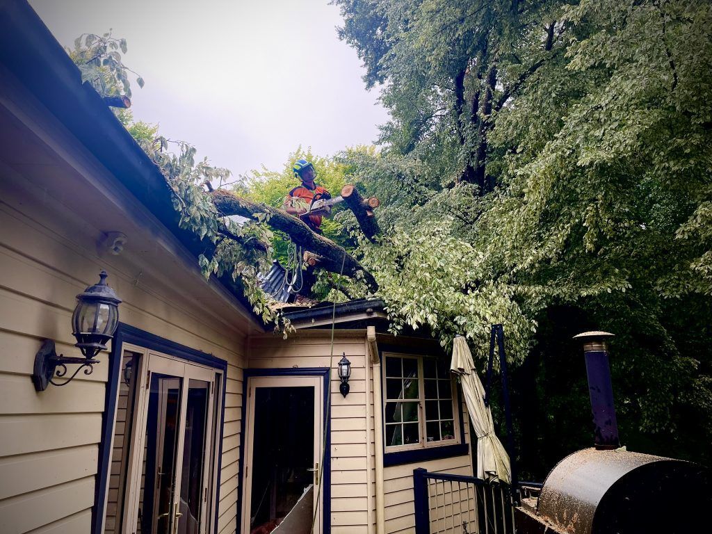 8D86E853-A8B9-4383-A8B7-E438990766B7_1_102_a