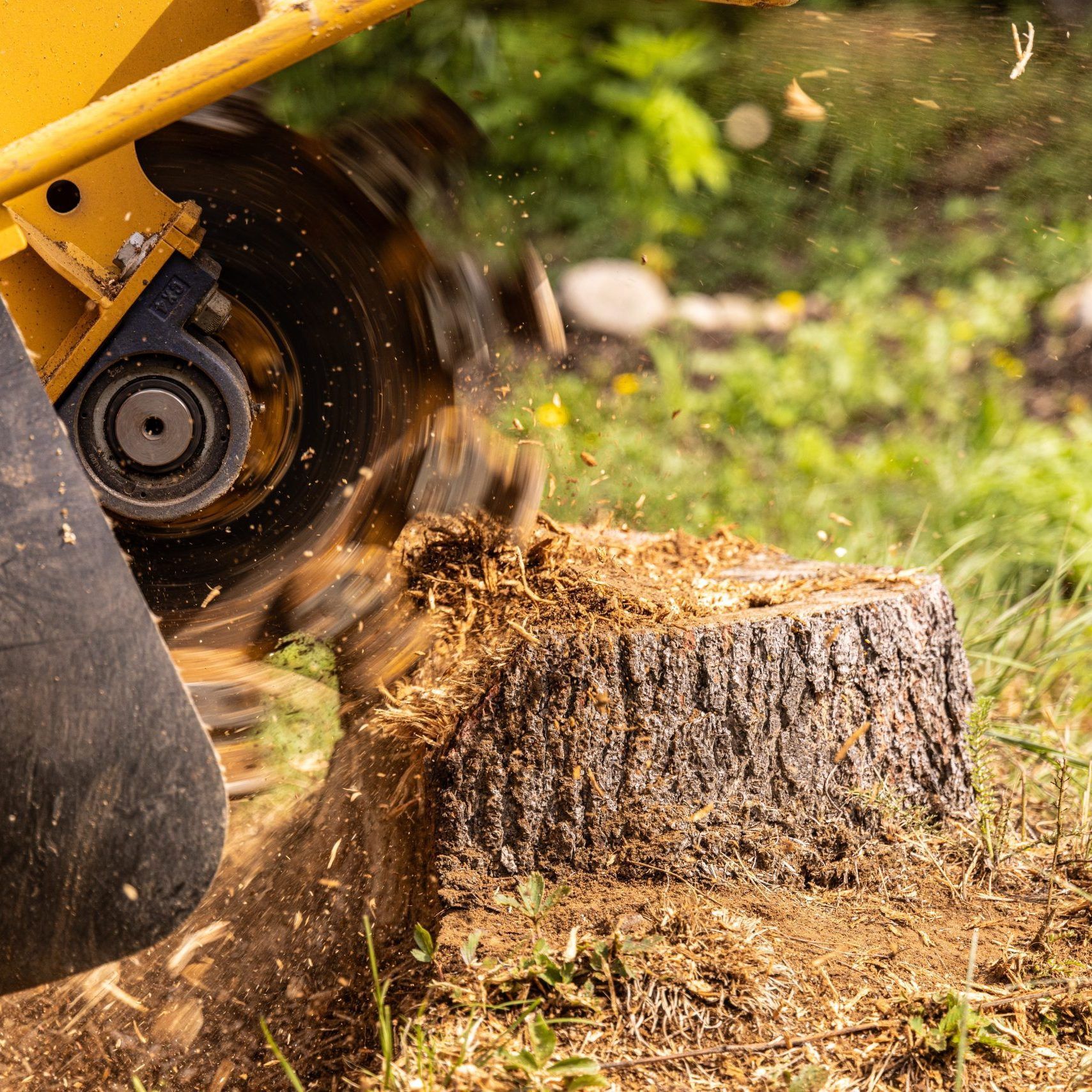 Stump,Grinder,Machine,Is,Grinding,A,Tree,Stump,In,A