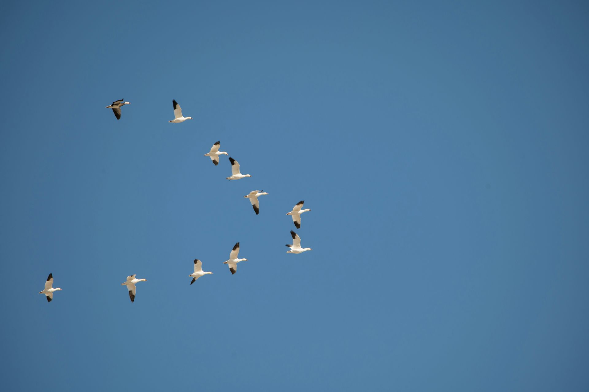 Flock of white birds with black wingtips flying in a V-formation against a clear blue sky.