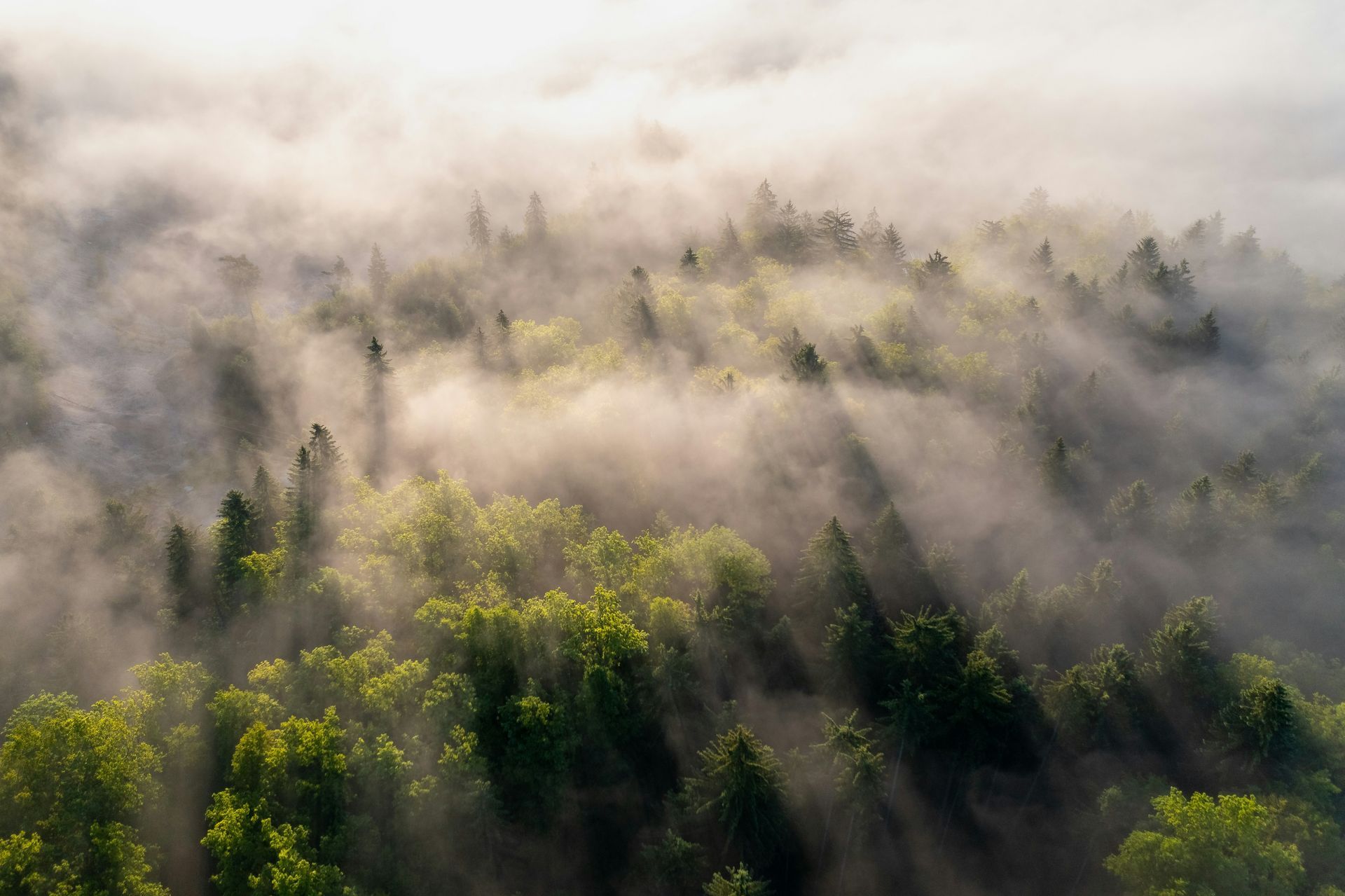 Sunlight streams through fog over a forest of green trees.