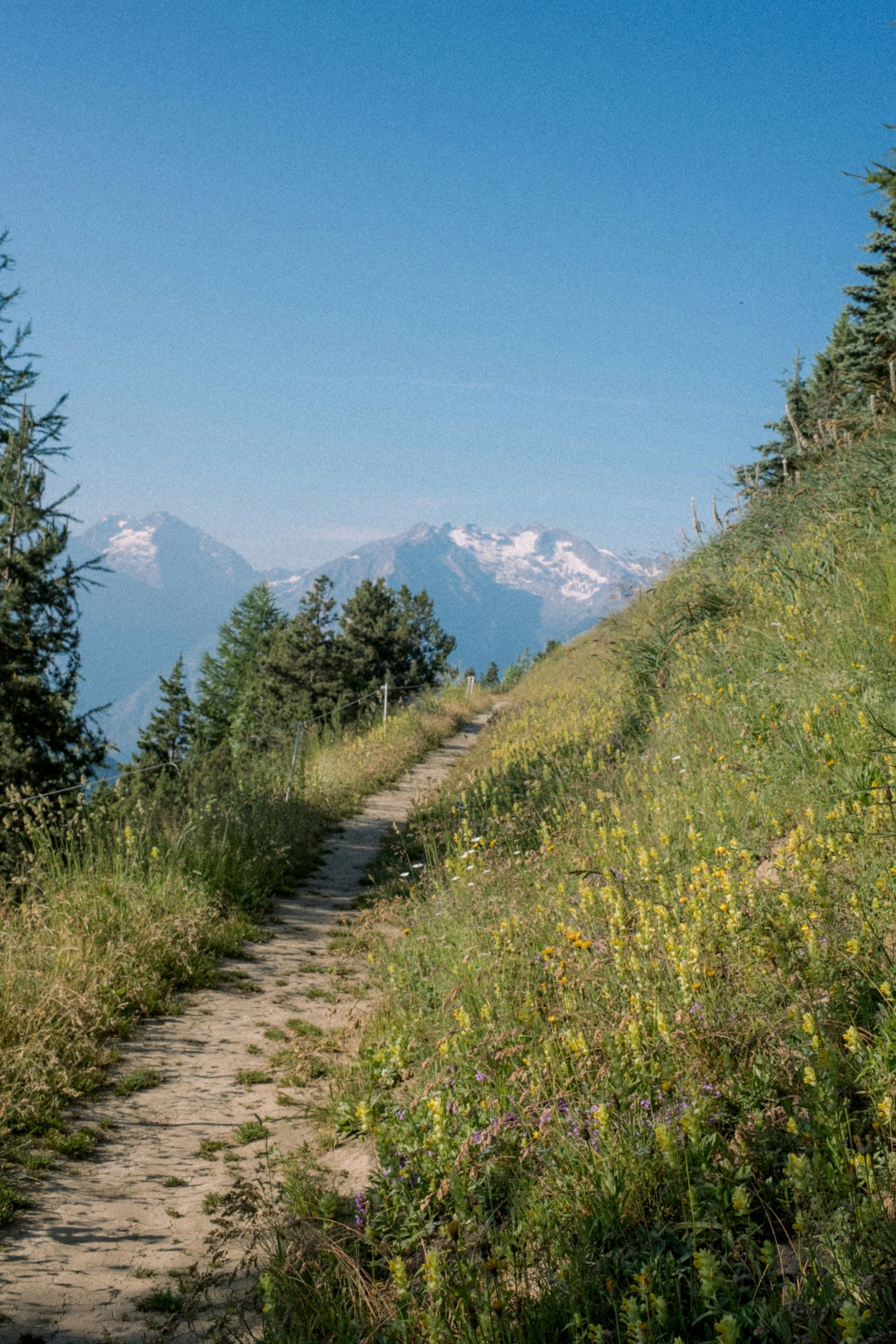 Hiking trail winding up a grassy hill with wildflowers, snow-capped mountains in the distance, under a blue sky.