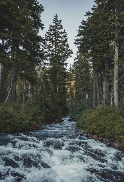 Rushing water flows through a forest, lined by tall evergreen trees.