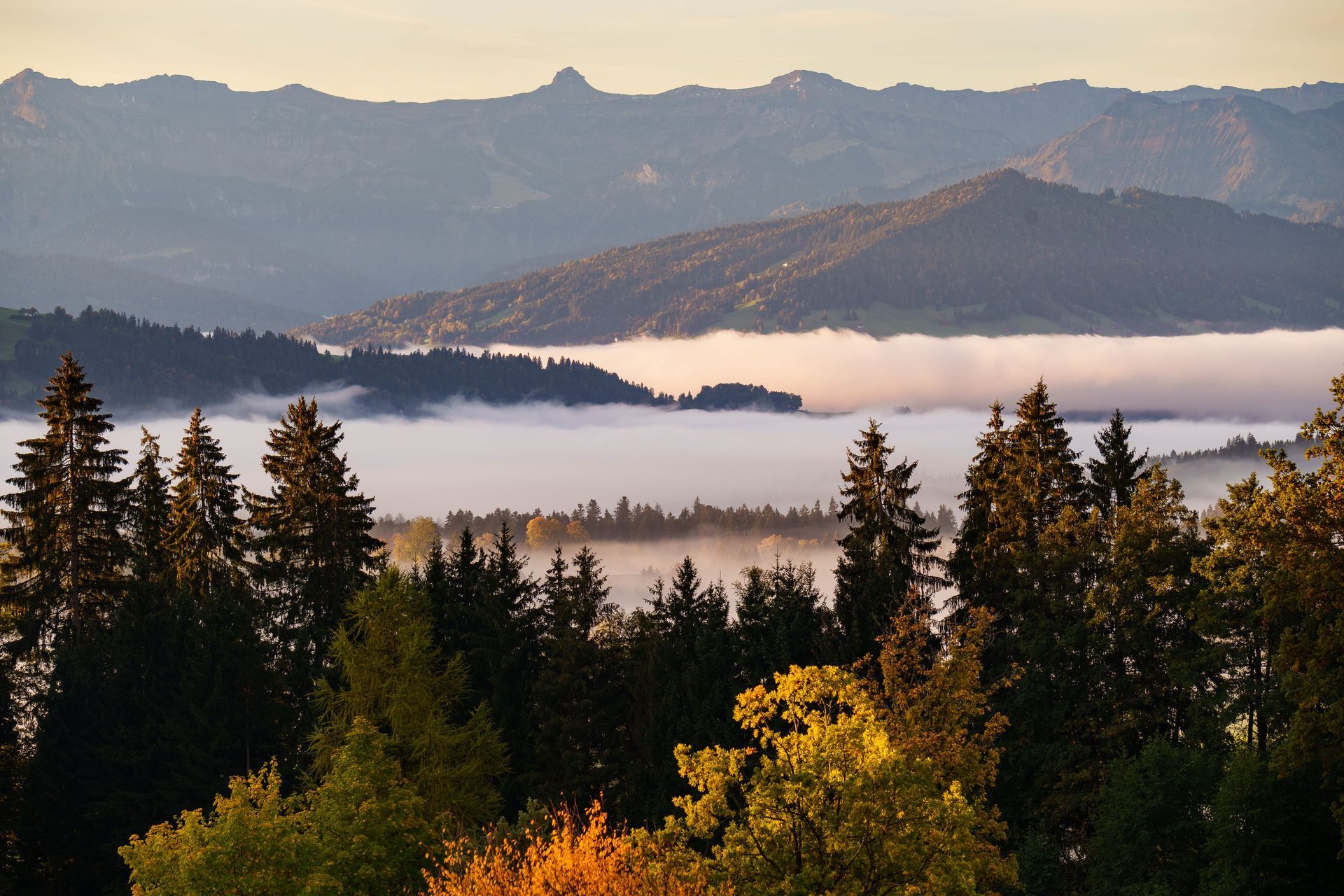Foggy valley at dawn, trees in foreground, mountains in distance, warm sunlight.