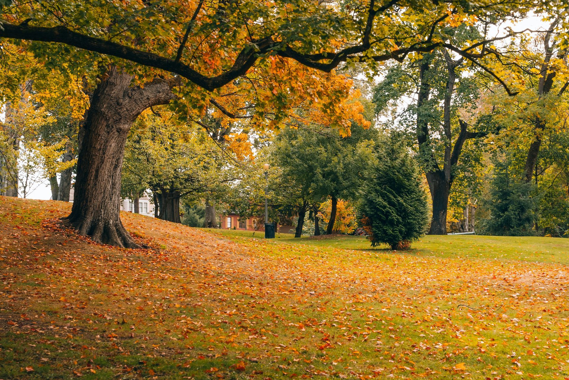 Autumn scene: trees with yellow and orange leaves, fallen leaves on the ground, green grass.