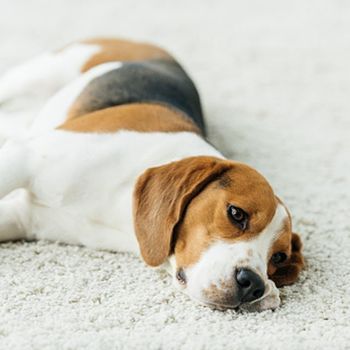 Dog Laying On The Carpet