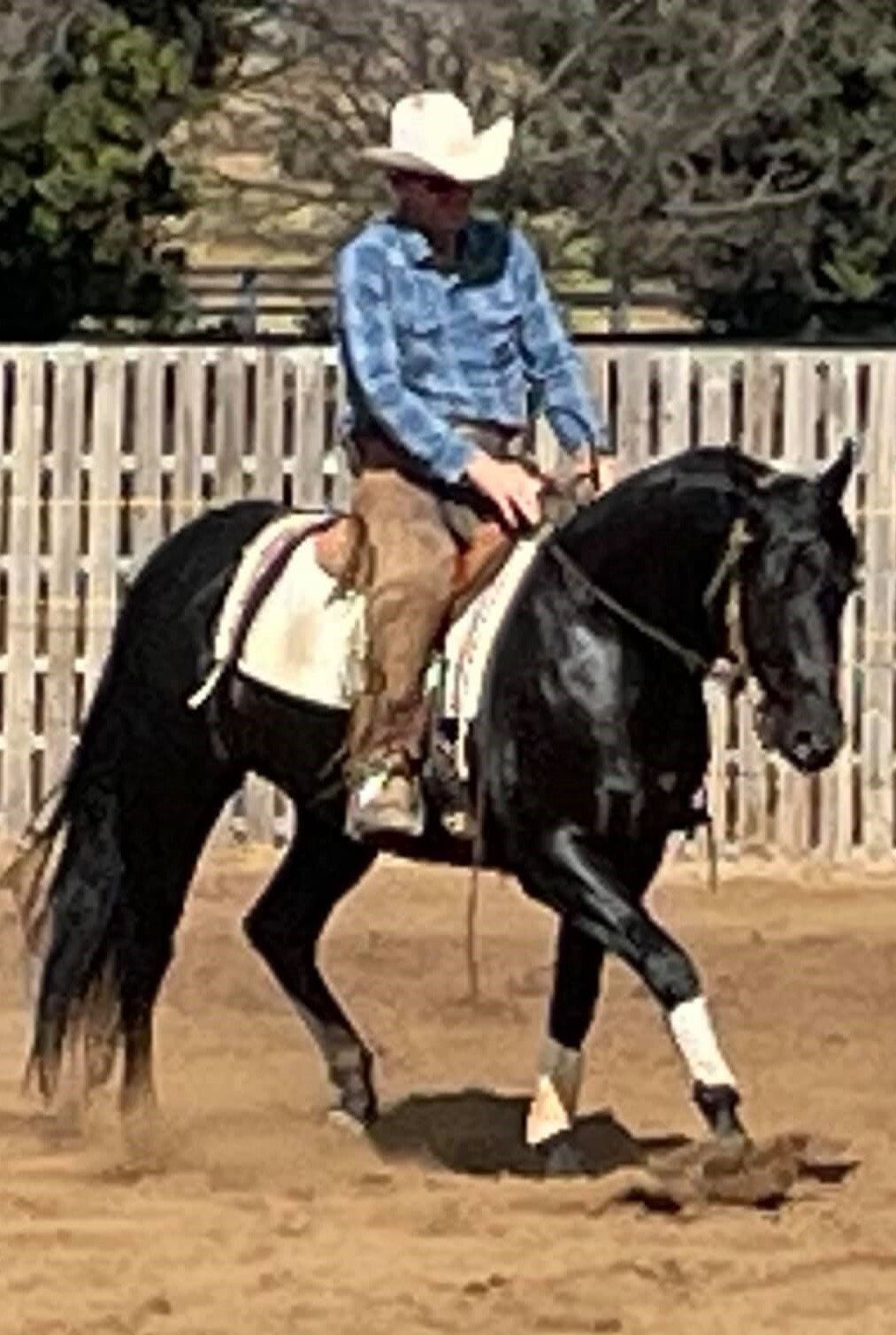 Australian Stock Horse