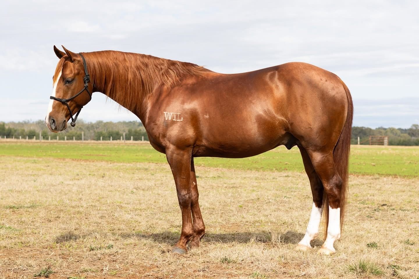 Regent