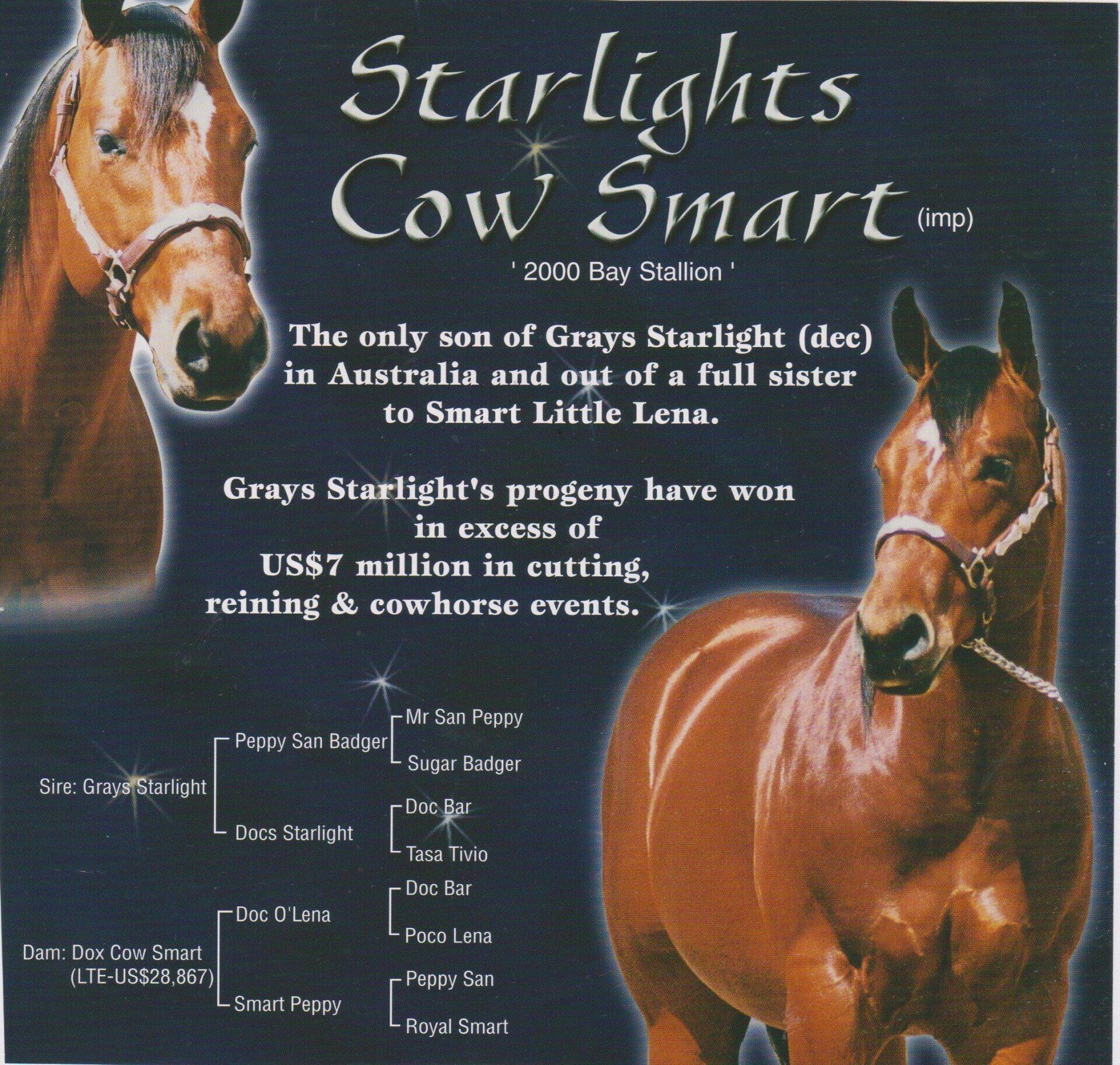 Starlights Cow Smart (Imp)