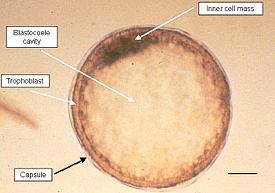Horse Embryo