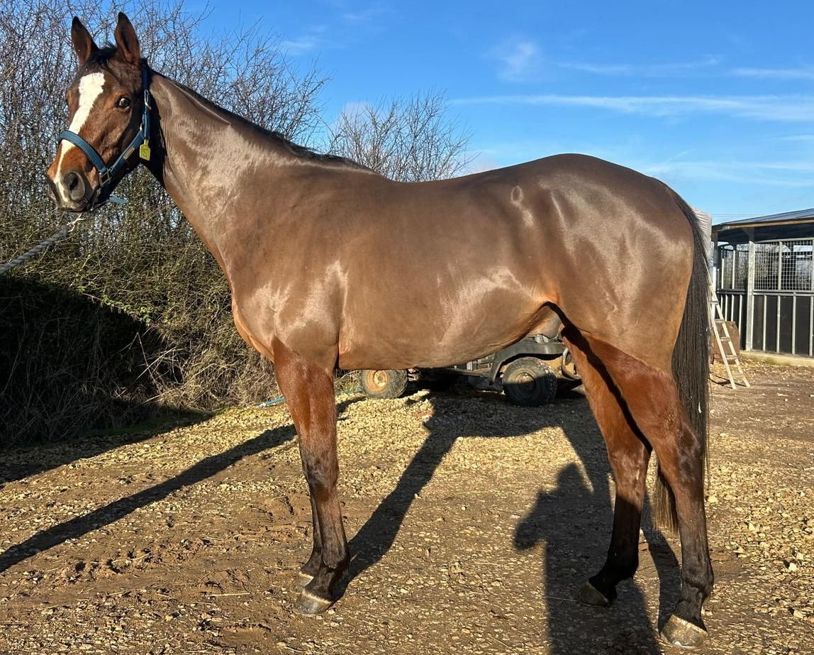 A brown horse racing on a grassy track, ridden by a jockey in green and white.