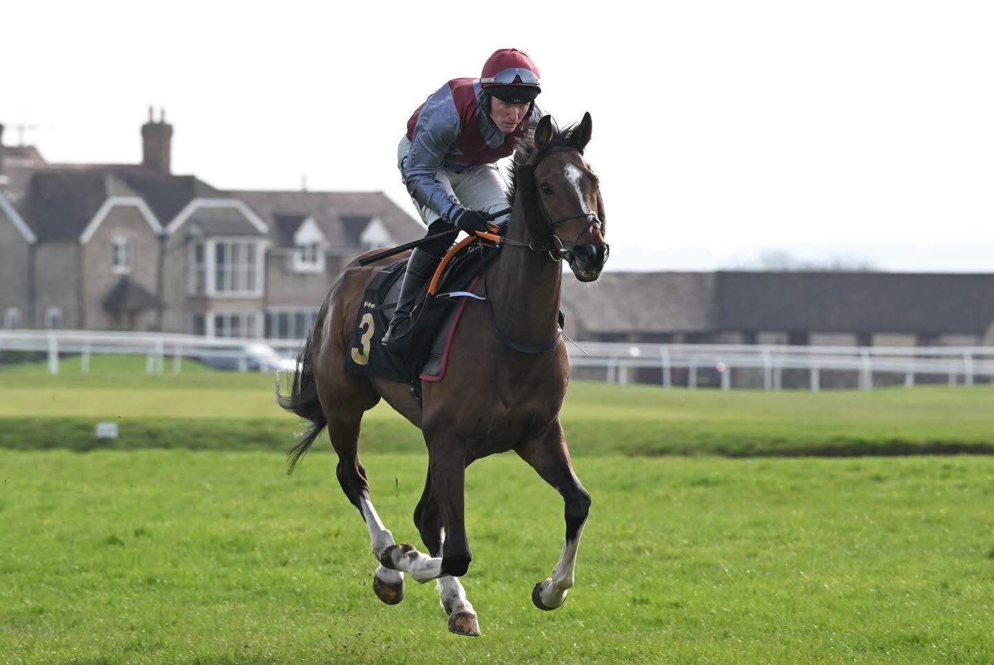 Nick Scholfield Racing Summerleaze Dark bay horse standing, facing left, with a brick wall background.