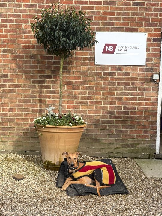 Dog lying on a blanket beside a large flower pot against a brick wall, manning reception at Nick Scholfield Racing