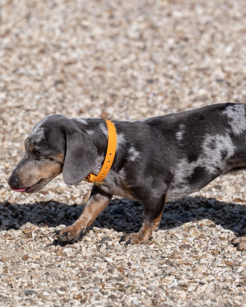 Dachshund with dappled gray and white fur wearing a yellow collar walks on gravel.