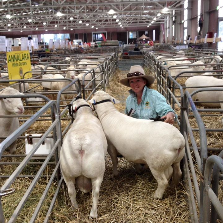 Annalara white dorper at dubbo show