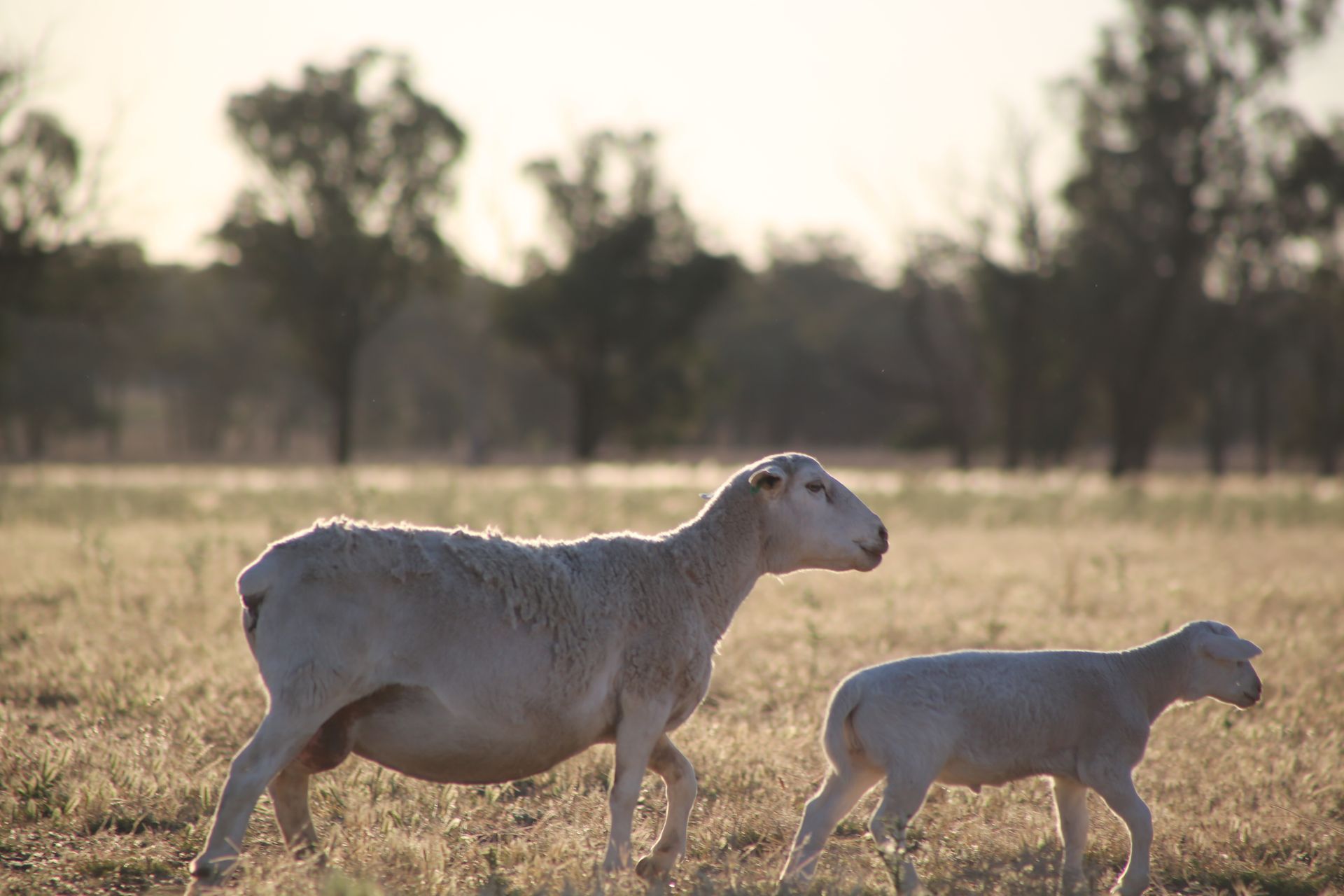 annalara white dorper ewes
