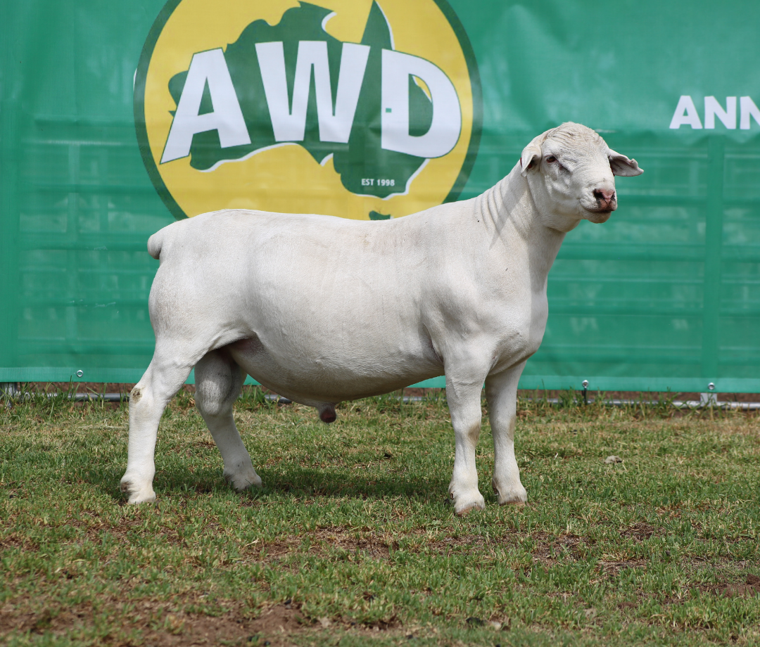 Annalara White Dorper Rams slick rick