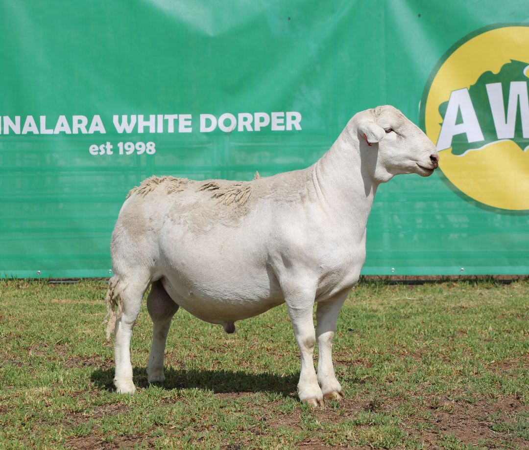 annalara white dorper King chrome 