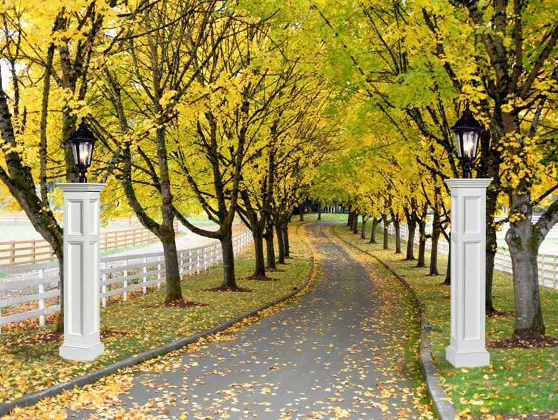 A row of trees with yellow leaves along a road
