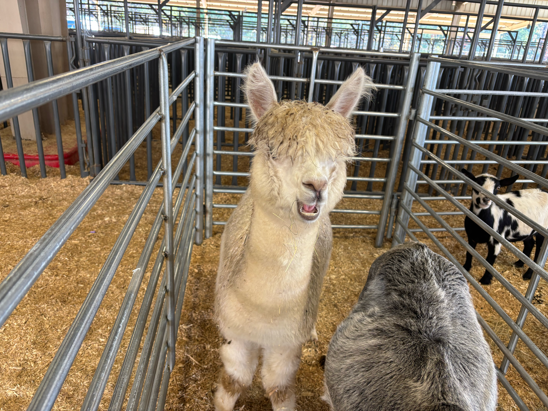 An alpaca with light brown fur | mobile petting zoo