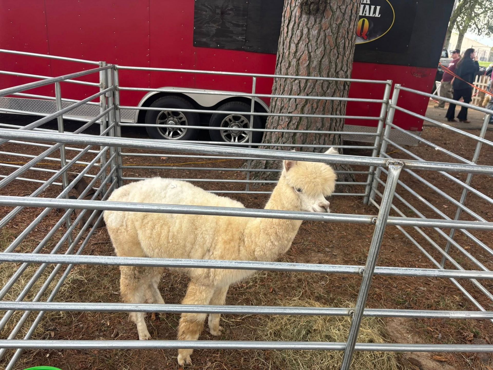 Alpaca in a metal pen | traveling petting zoo for birthday parties