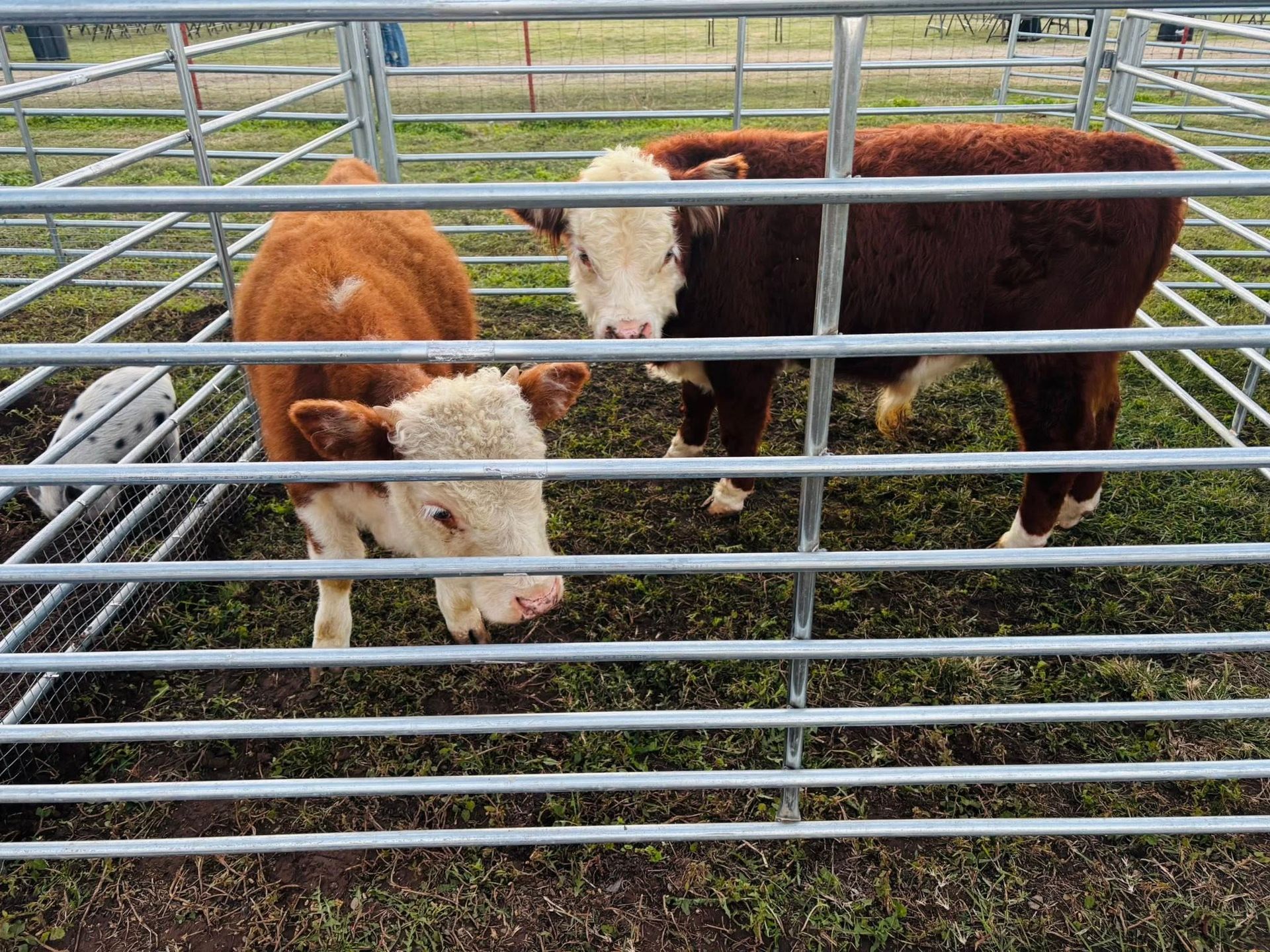Two brown and white cows in a metal pen | farm animal party rental