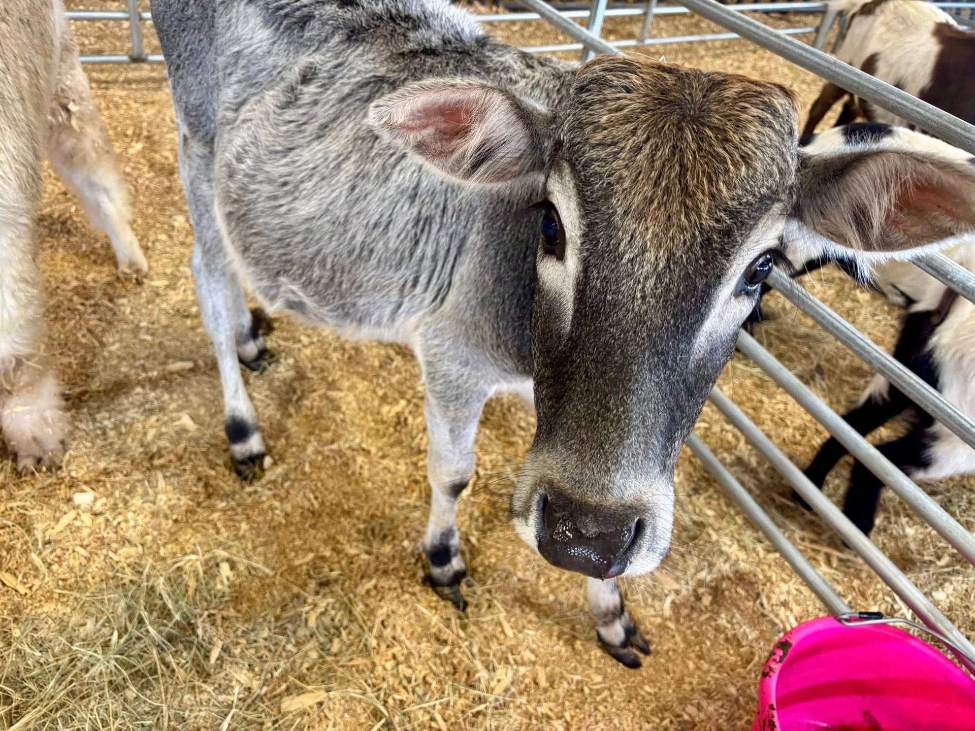 A gray calf with a brown head | cow petting zoo arkansas