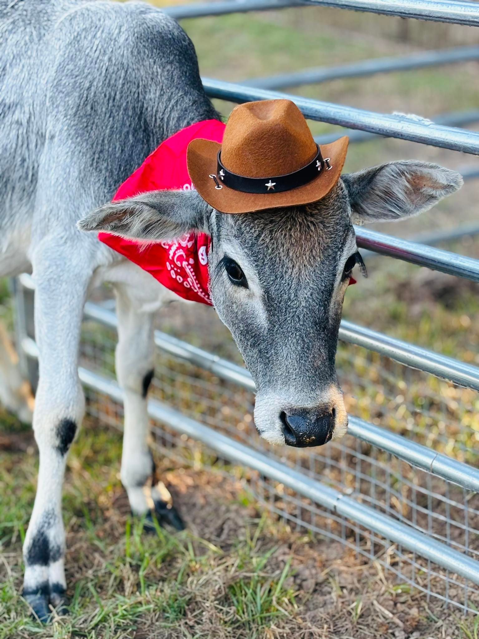 bull at pop-up pastures mobile petting zoo wearing cowboy costume
