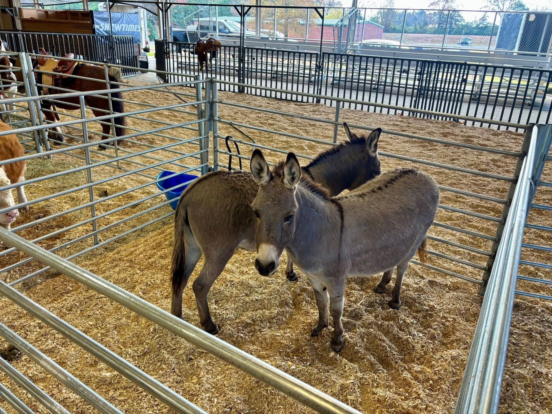 Three donkeys in a pen | mobile petting zoo arkansas