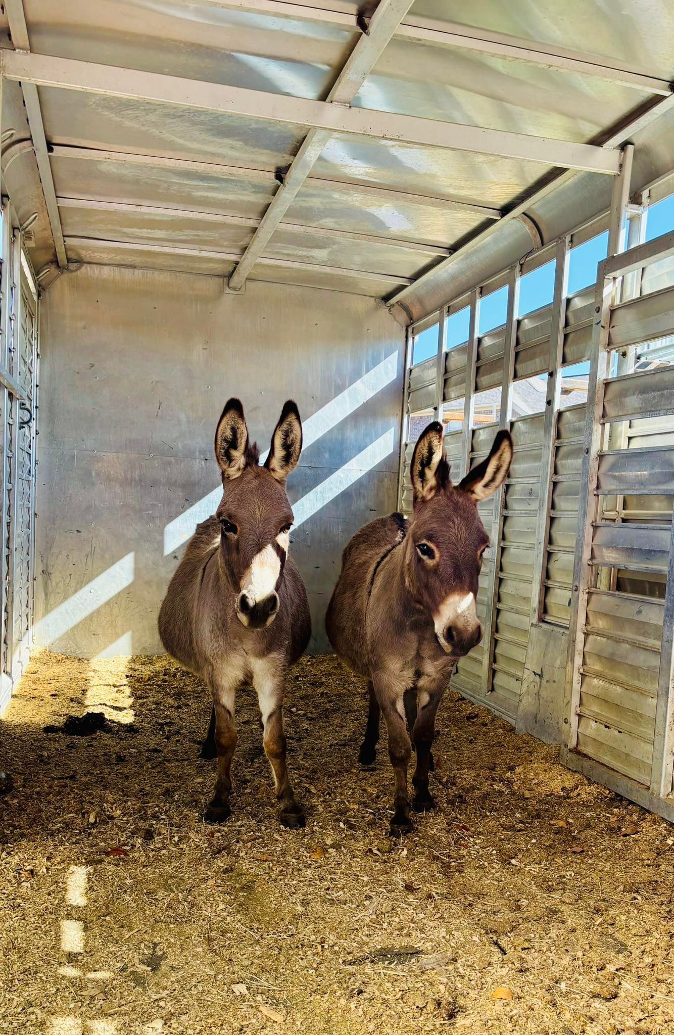Two donkeys standing inside a livestock trailer | popup pastures mobile petting zoo