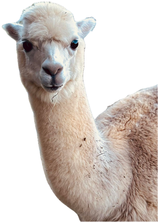 White alpaca with fluffy fur | petting zoo for rent