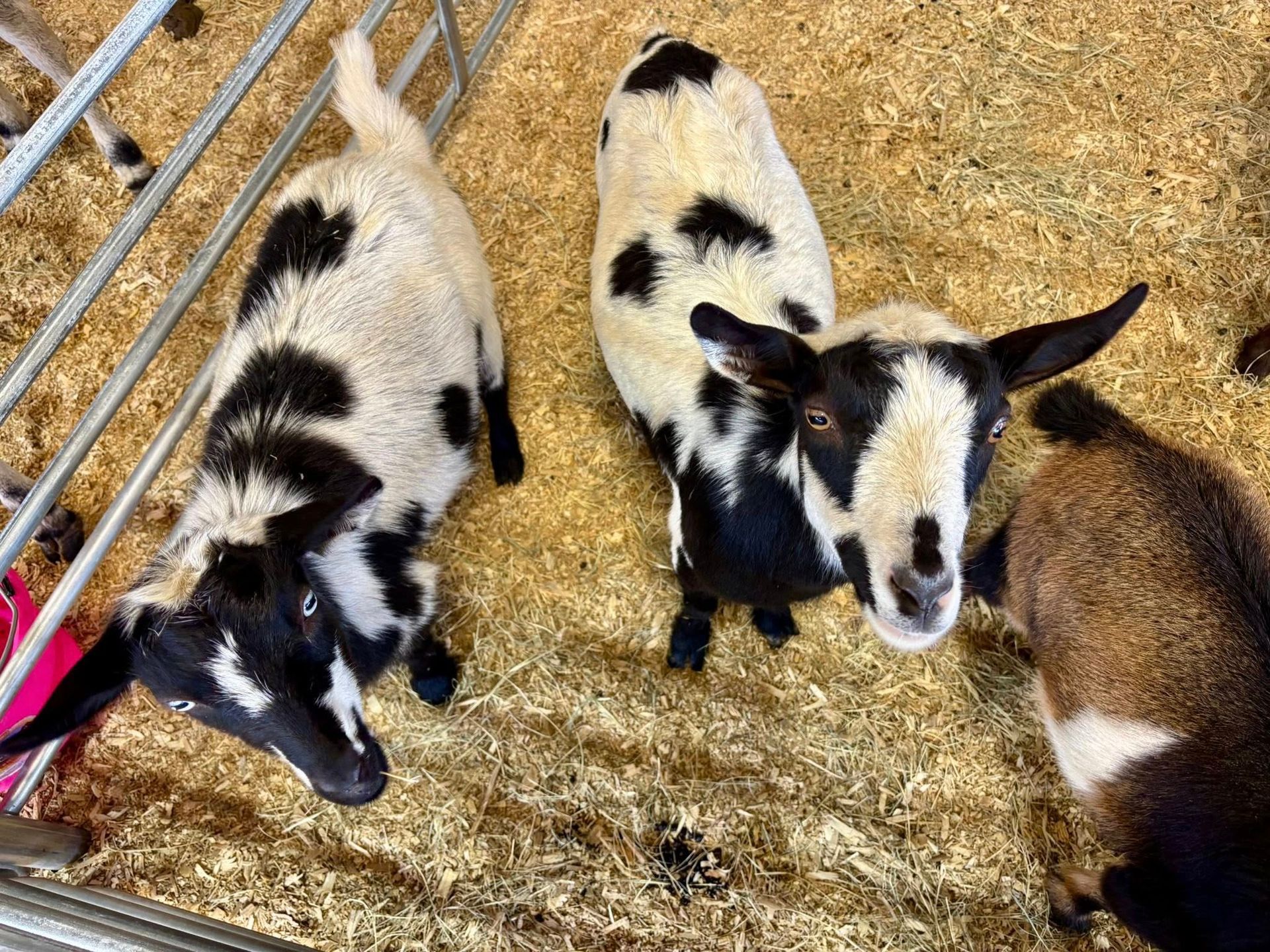 spotted goats in pen | farm animal petting
