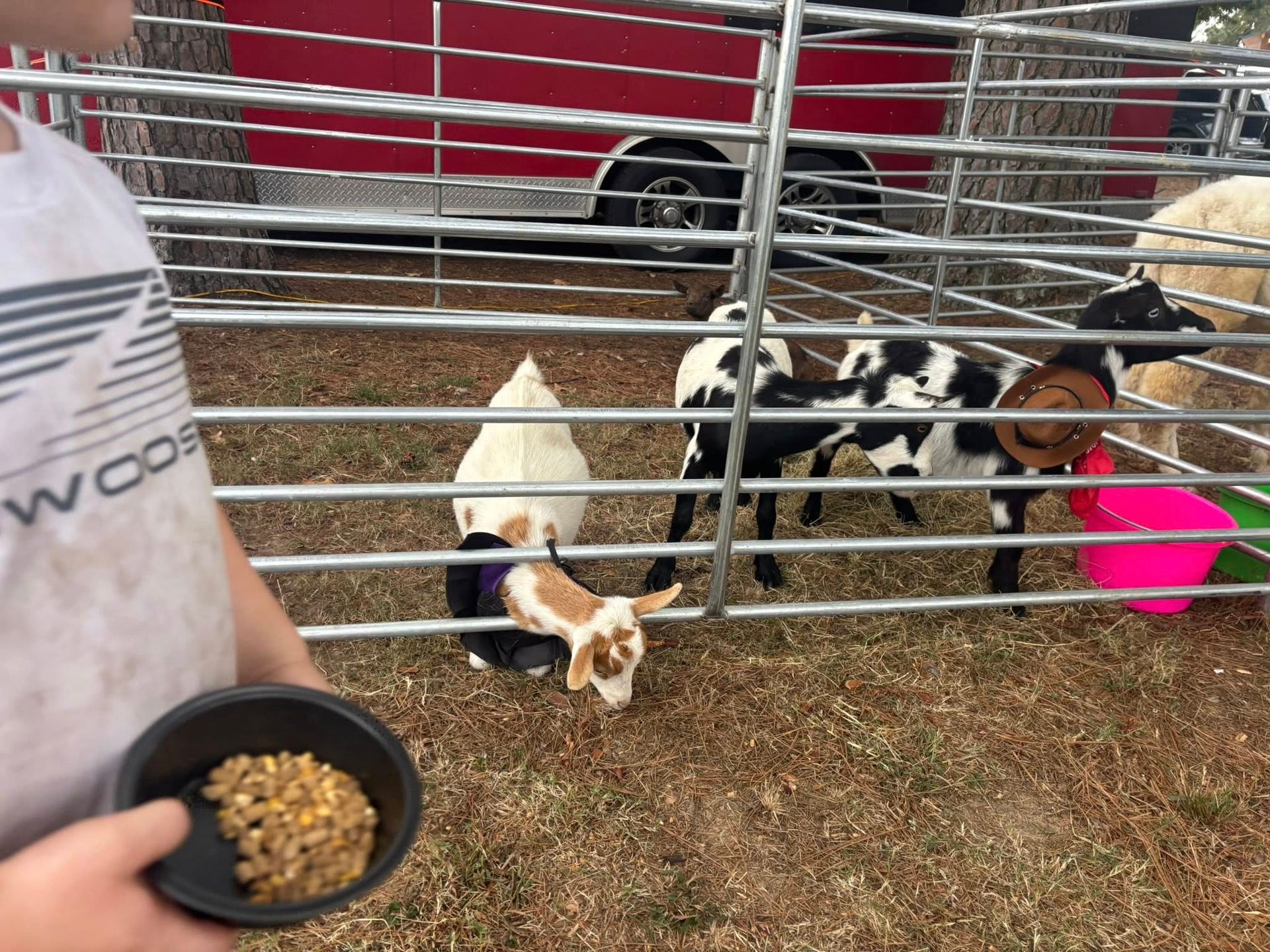 A person feeding animals in a pen  | petting zoo rentals for birthday parties