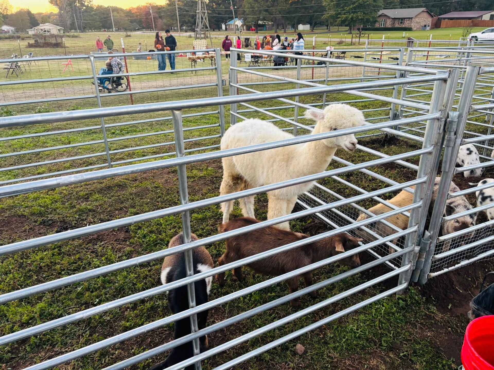 petting zoo animals for party