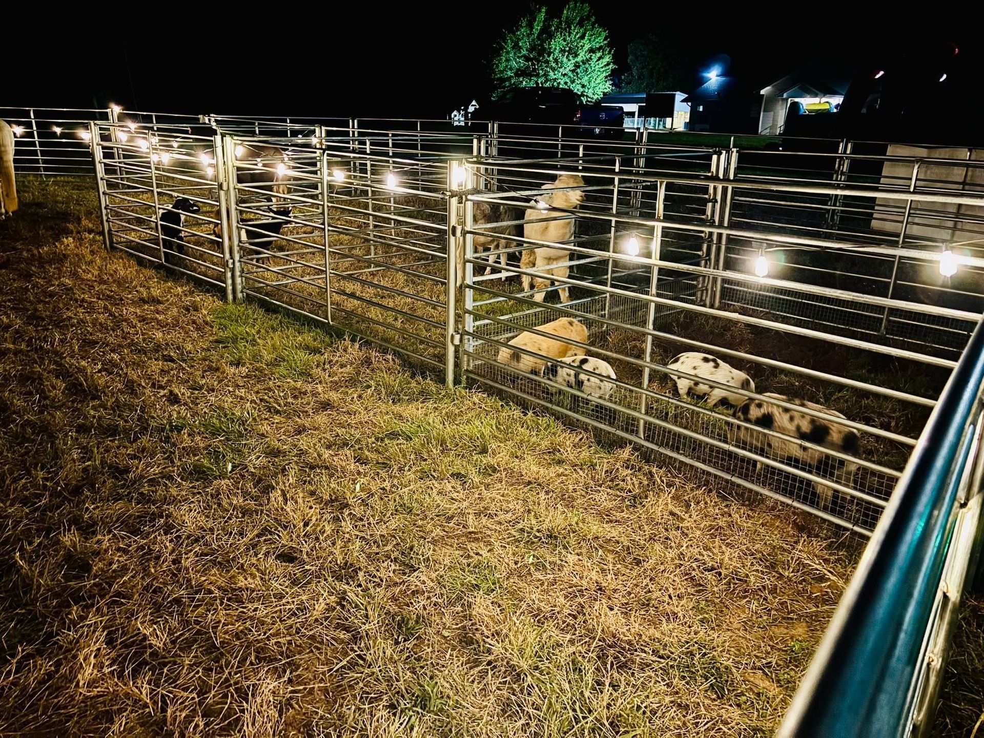 Petting zoo in arkansas