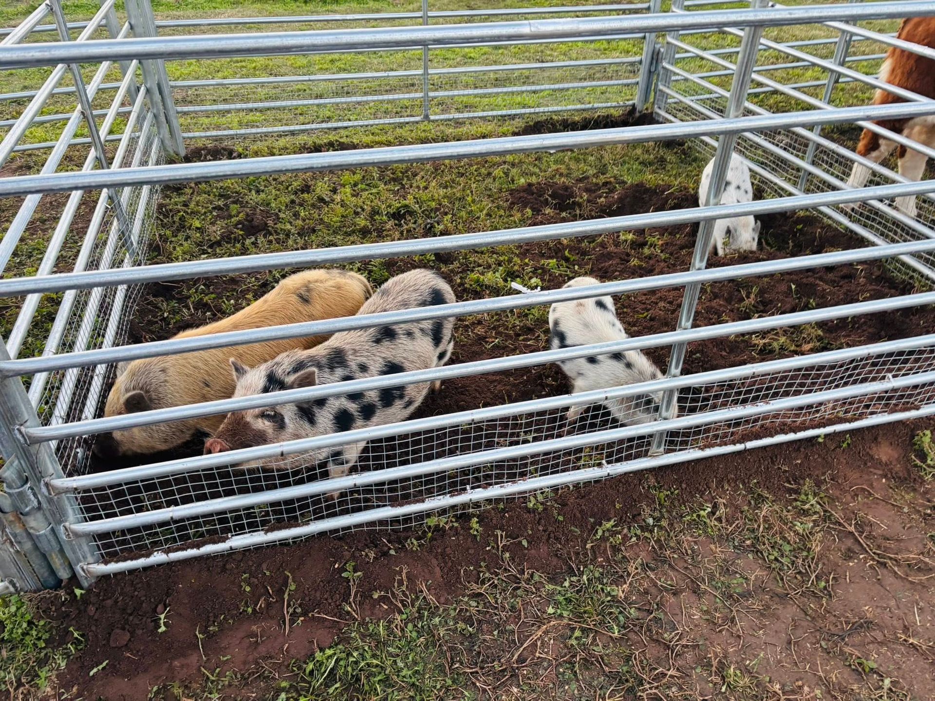 Three pigs in a metal pen | petting zoo for parties