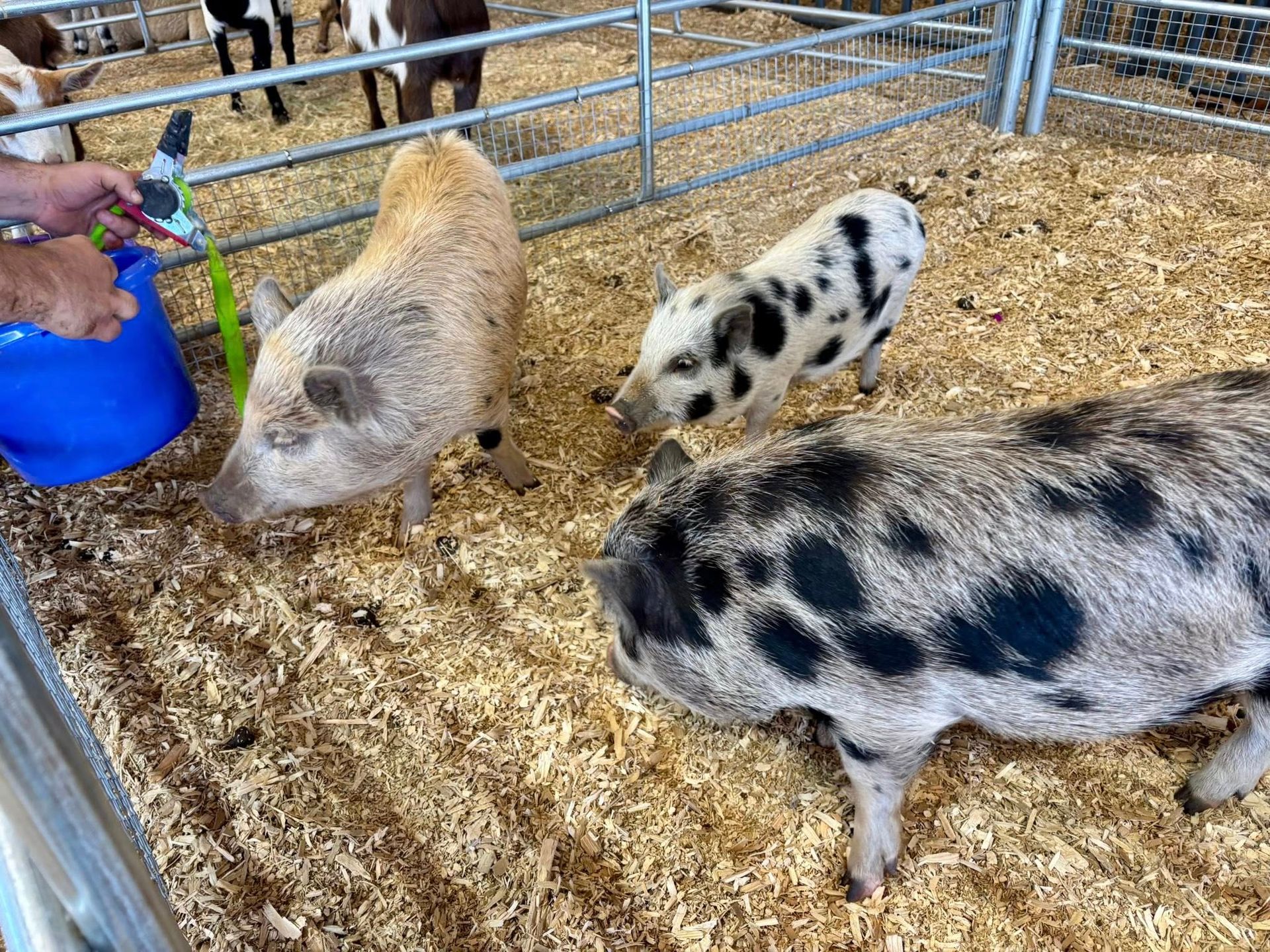 Three pigs in a pen | mobile zoo near me