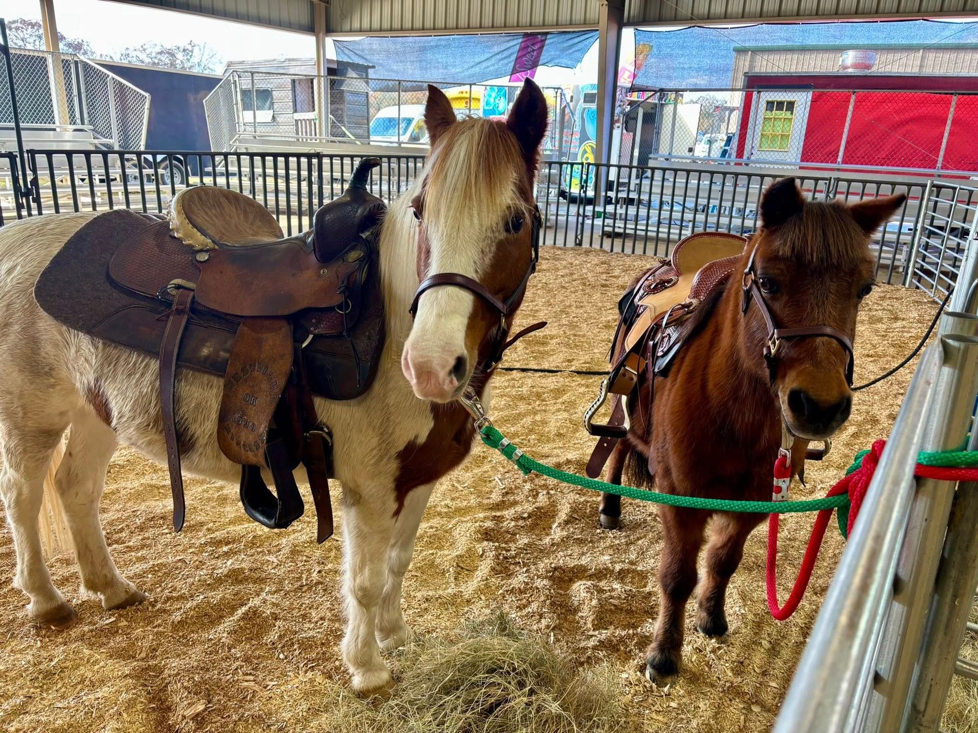 Two ponies with saddles in a pen | pony rides for parties