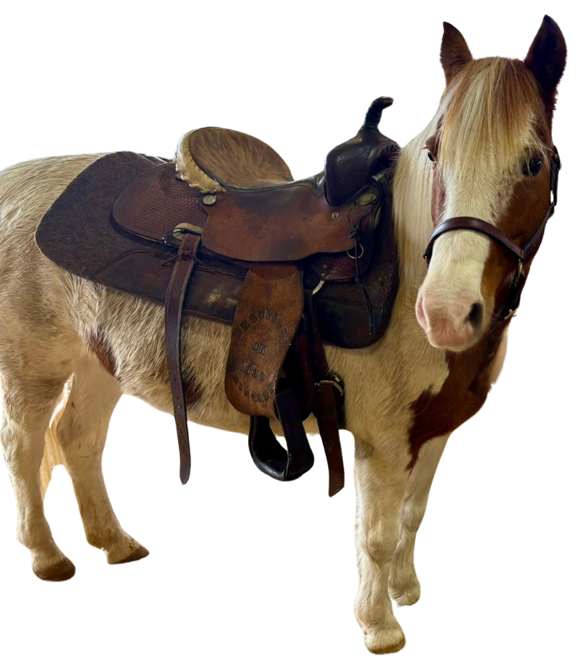 saddled pony | pony rides for parties arkansas
