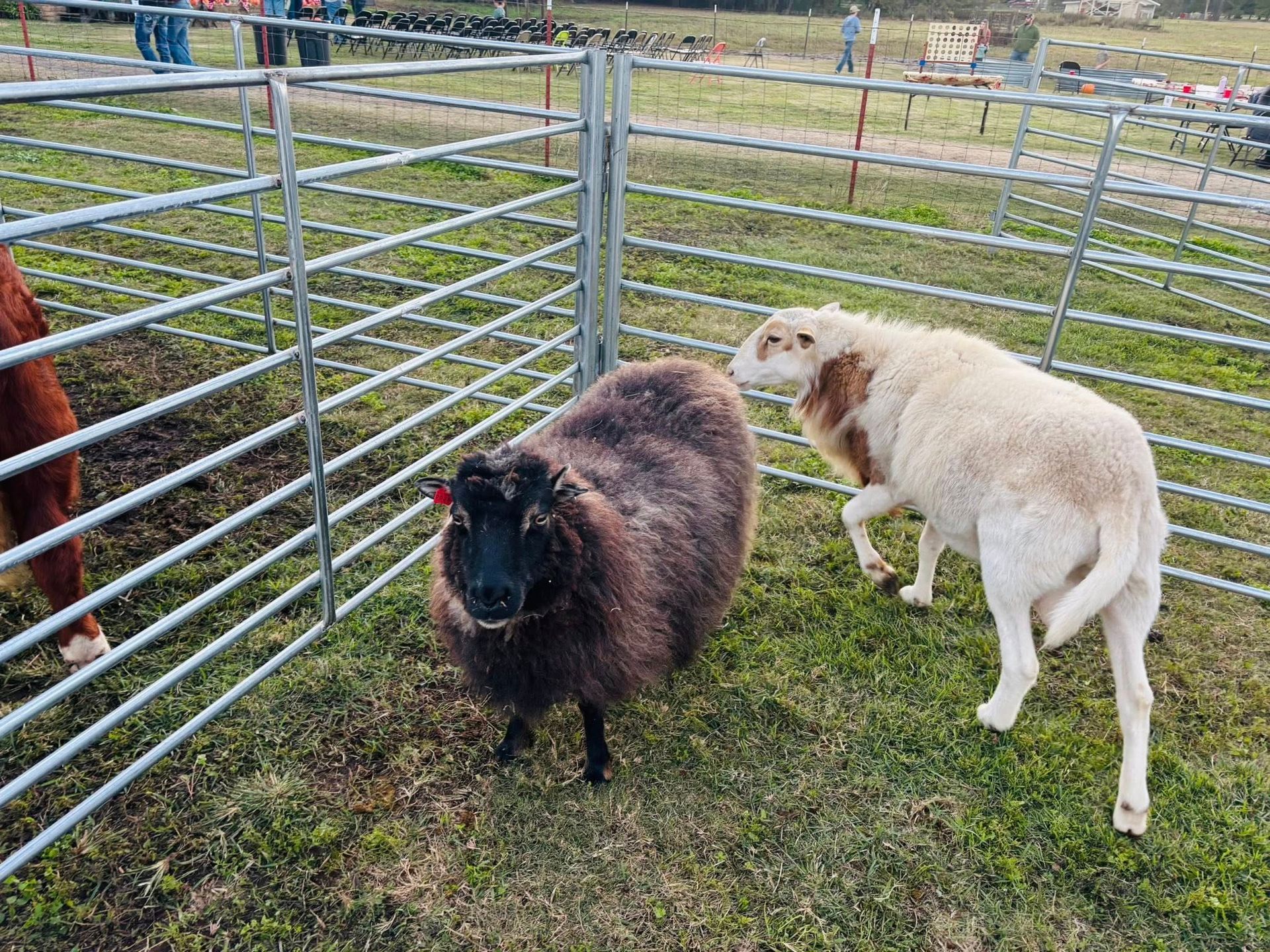 Two sheep in a fenced pen | hiring a petting zoo