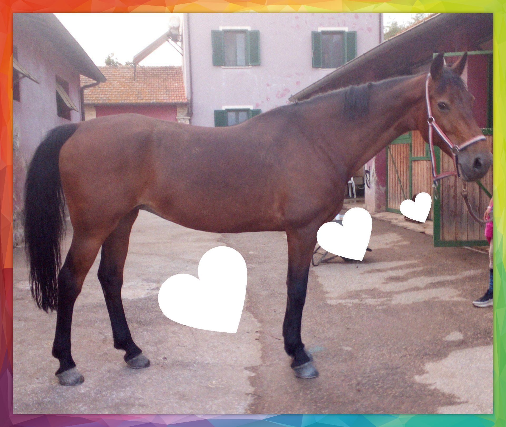 Dettaglio occhio di cavallo