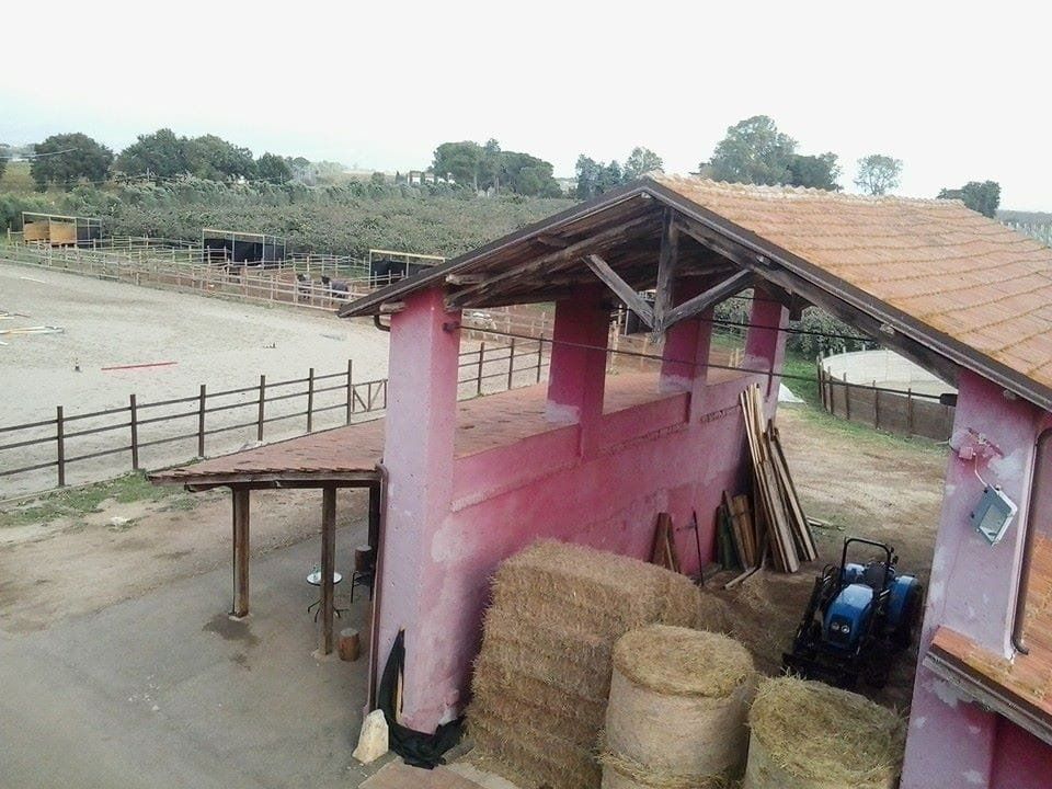 Dettaglio fieno per cavalli