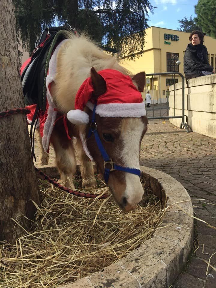 Cavallo con cappello di Natale