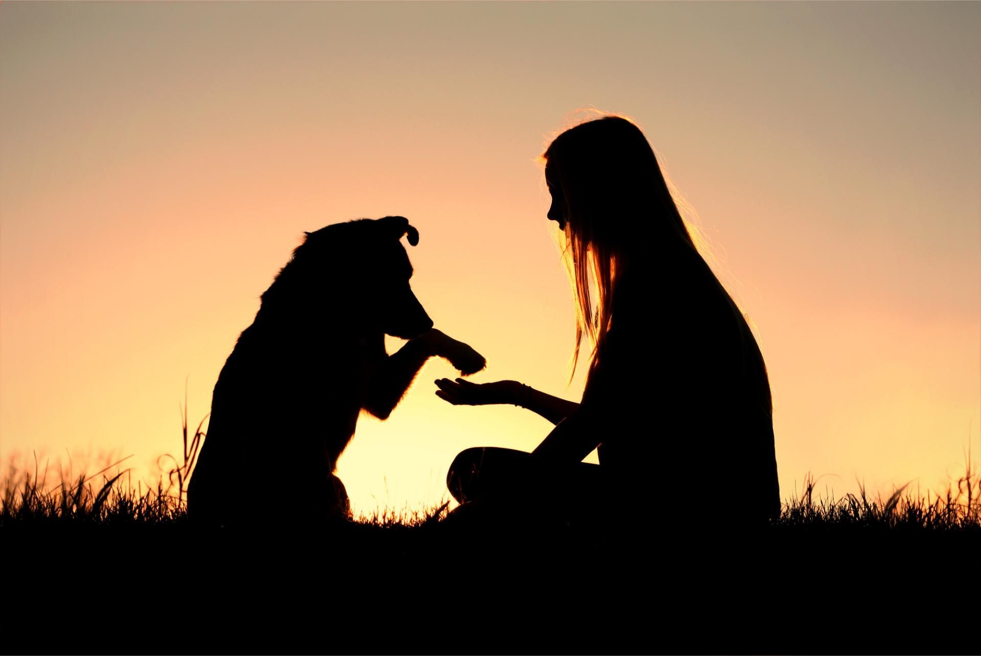 A silhouette of a woman and a dog shaking hands at sunset