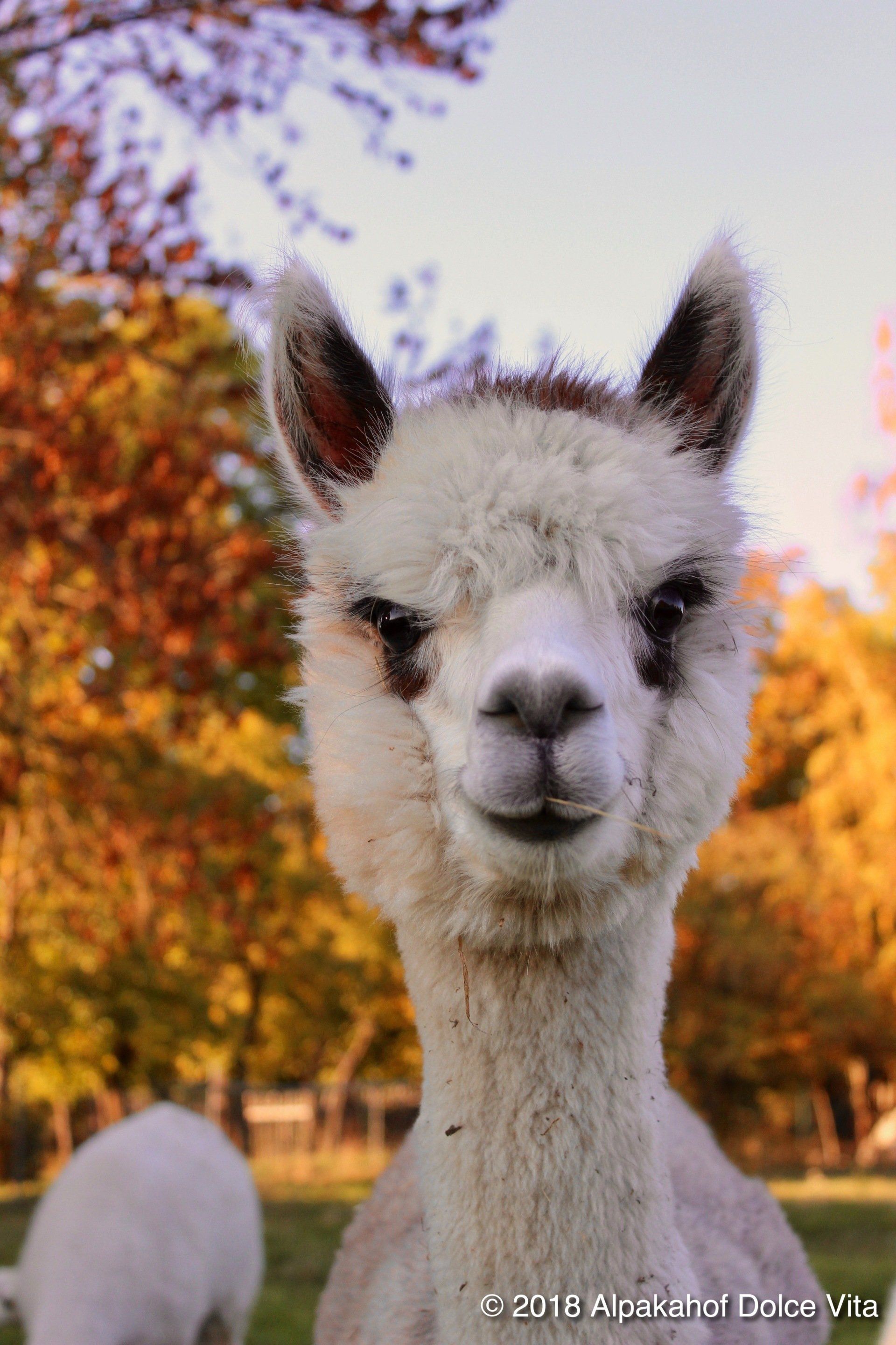 Das Bild ist eine Porträt Aufnahme von der Jungstute Con bravura. Sie hat ein weißes, freundliches Gesicht und hat schwarz umrandende Augen. Sie schwarze Ohren mit weißen Spitzen. Im Hintergrund sieht man bunte Herbstbäume.