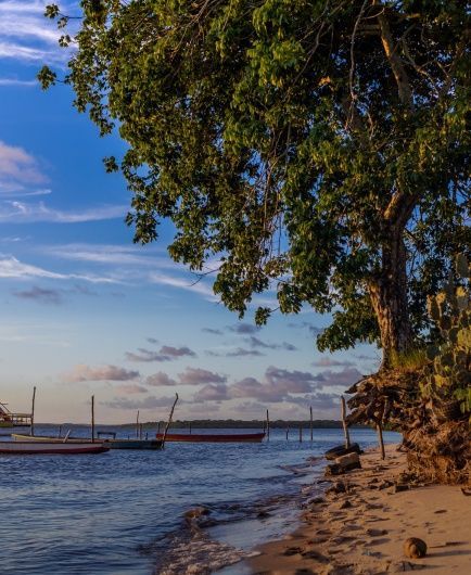 There is a bridge in the background and a tree in the foreground.