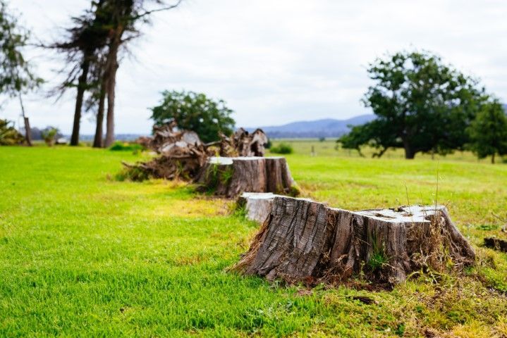 Row of tree stumps in a green field with trees and distant mountains under a cloudy sky.